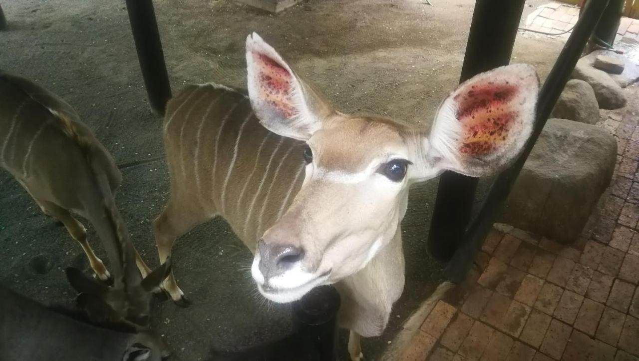 Ferienwohnung Kruger Kumba - Lahlekile Nathi Marloth Park Exterior foto