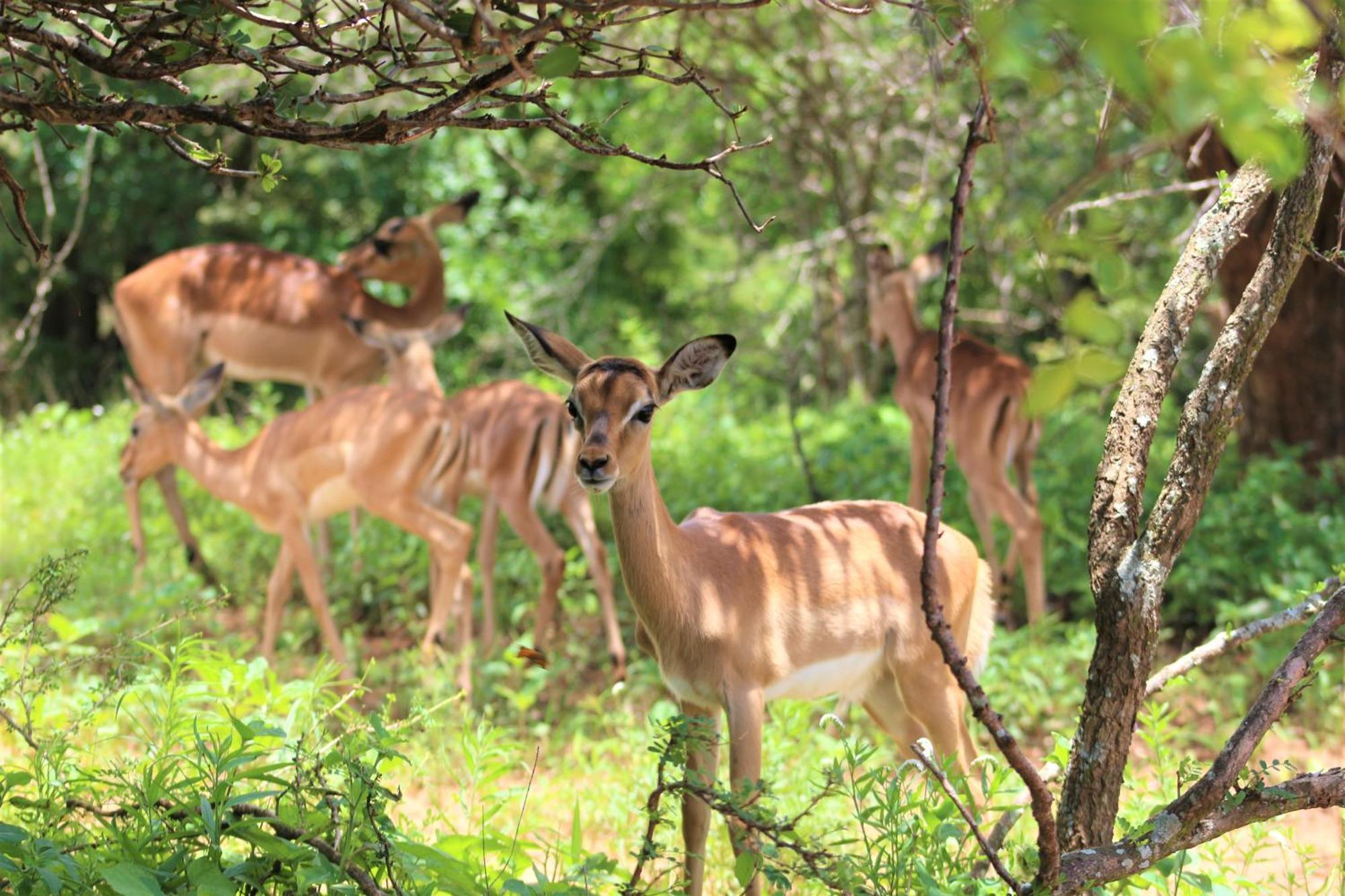 Ferienwohnung Kruger Kumba - Lahlekile Nathi Marloth Park Exterior foto