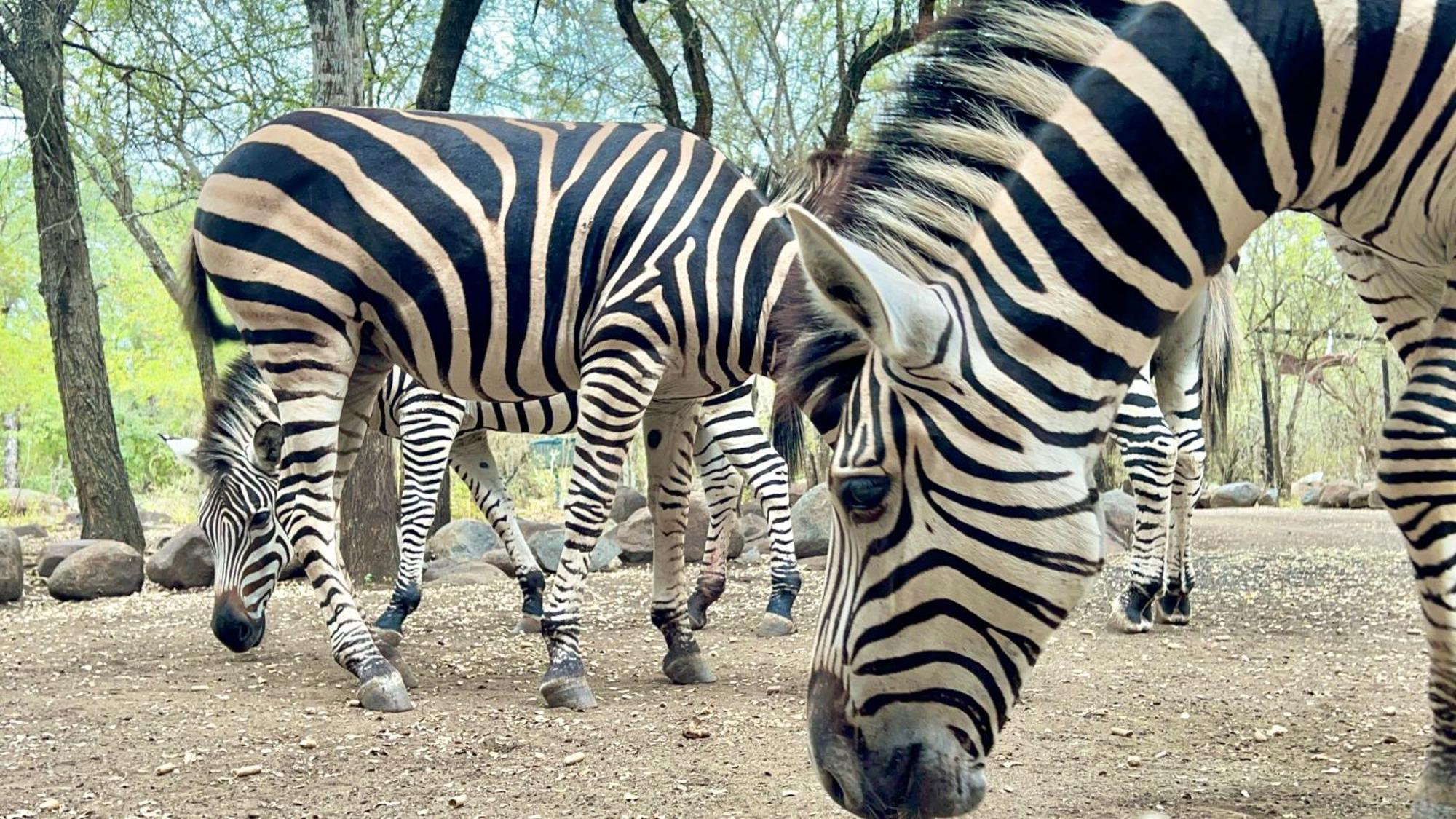 Ferienwohnung Kruger Kumba - Lahlekile Nathi Marloth Park Exterior foto