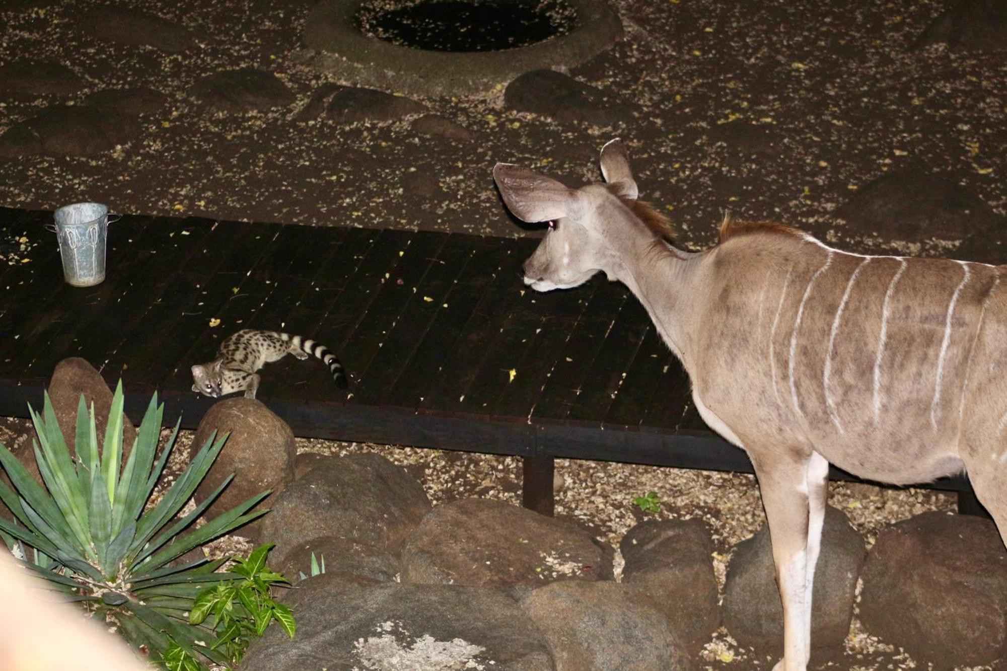 Ferienwohnung Kruger Kumba - Lahlekile Nathi Marloth Park Exterior foto